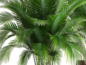 collection of plants areca palm 3D Model
