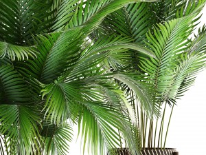 collection of plants areca palm 3D Model