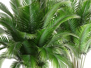 collection of plants areca palm 3D Model