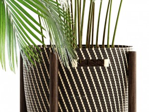 collection of plants areca palm 3D Model