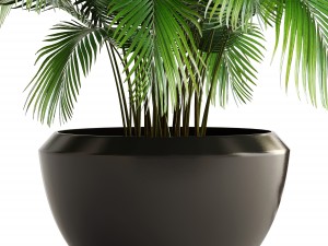 collection of plants areca palm 3D Model