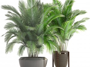 collection of plants areca palm 3D Model