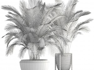 collection of plants areca palm 3D Model