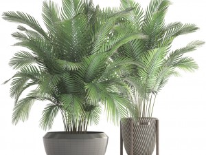 collection of plants areca palm 3D Model
