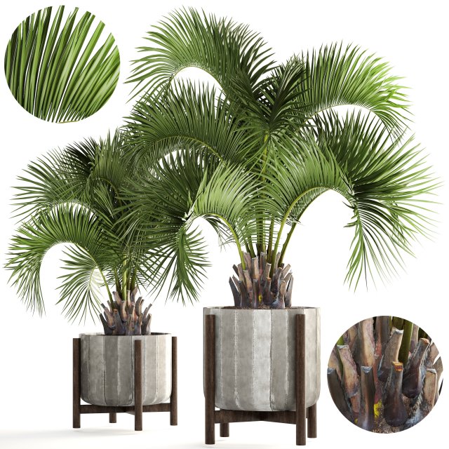 collection palms butia capitata 3D मॉडल .c4d .max .obj .3ds .fbx .stl .blend 