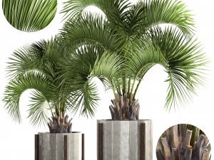 collection palms butia capitata 3D Model