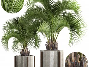 колекція пальм butia capitata 3D Модель