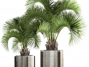 collection palms butia capitata 3D Model