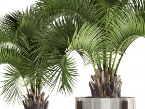 collection palms butia capitata 3D मॉडल