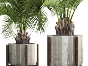collection palms butia capitata 3D Model