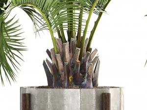 collection palms butia capitata 3D Model