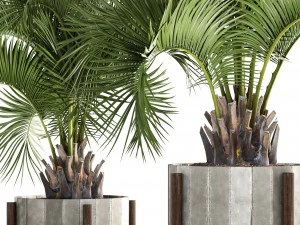 collection palms butia capitata 3D Model