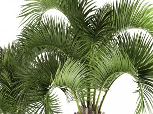 collection palms butia capitata 3D Model