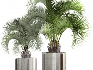 collection palms butia capitata 3D Model