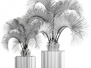 collection palms butia capitata 3D मॉडल