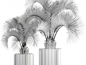 collection palms butia capitata 3D Model