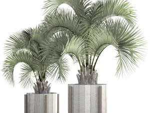 collection palms butia capitata 3D Model