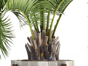collection palms butia capitata 3D Model