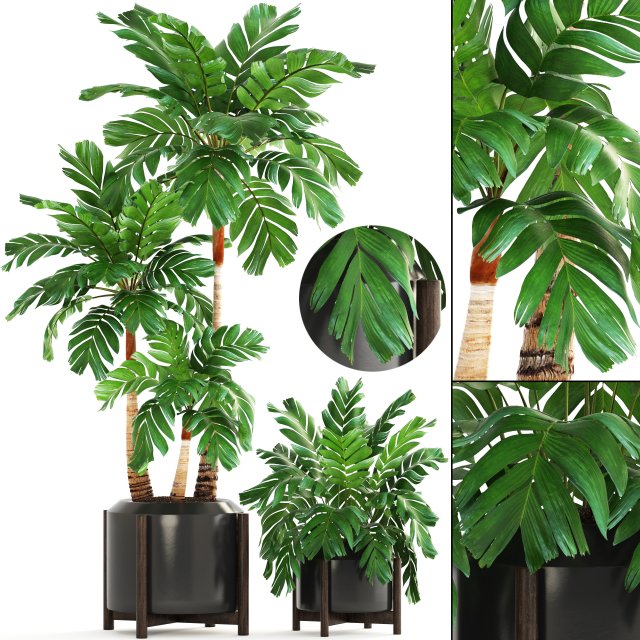 collection of plants palms 3D Model .c4d .max .obj .3ds .fbx .stl .blend 
