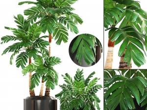 collection of plants palms 3Dモデル