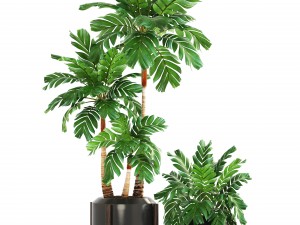 collection of plants palms 3D Model