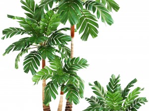 collection of plants palms 3D Model