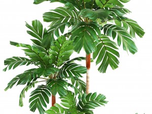 collection of plants palms 3D Model