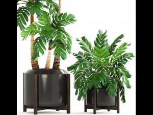 collection of plants palms 3D Model
