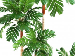 collection of plants palms 3D Model