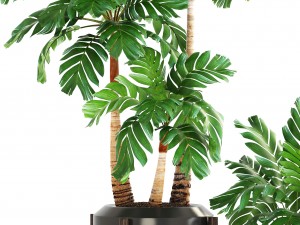 collection of plants palms 3D Model