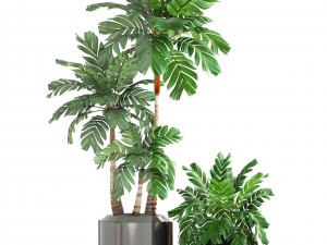 collection of plants palms 3D Model