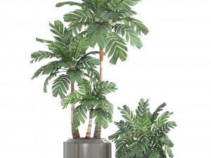 collection of plants palms 3D Model
