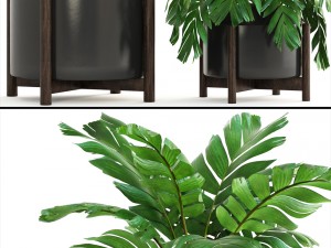 collection of plants palms 3D Model