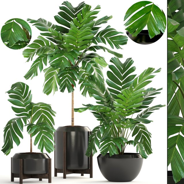 collection of plants palms 3D Model .c4d .max .obj .3ds .fbx .stl .blend 