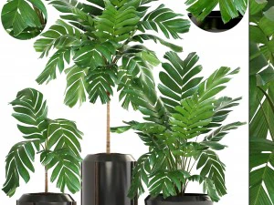 식물 손바닥 수집 3D 모델