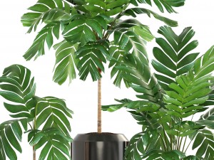 collection of plants palms 3D Model