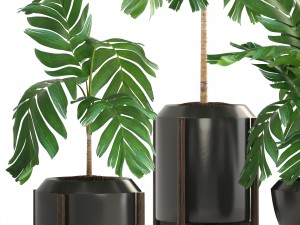 collection of plants palms 3D Model