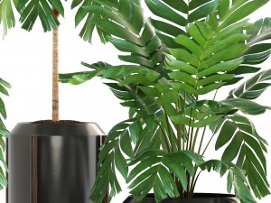 collection of plants palms 3D Model