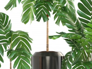 collection of plants palms 3D Model