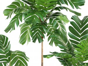 collection of plants palms 3D Model