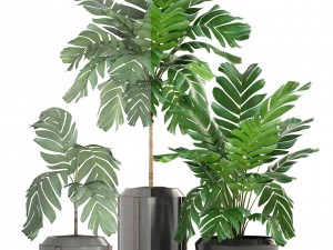 collection of plants palms 3D Model