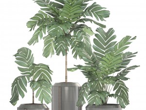 collection of plants palms 3D Model