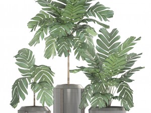 collection of plants palms 3D Model