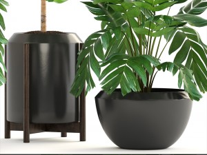 collection of plants palms 3D Model