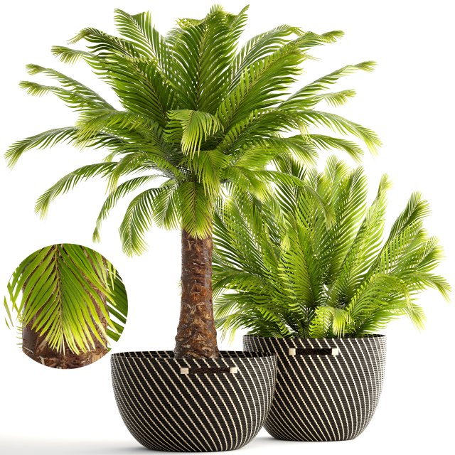 collection of plants phoenix roebelenii 3D Model .c4d .max .obj .3ds .fbx .stl .blend 