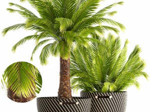 collection of plants phoenix roebelenii 3D 모델