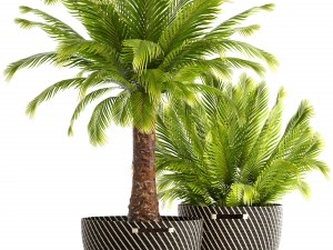 collection of plants phoenix roebelenii 3D Model