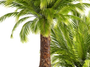 collection of plants phoenix roebelenii 3D Model