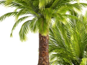 collection of plants phoenix roebelenii 3D Model