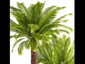 collection of plants phoenix roebelenii 3D Model